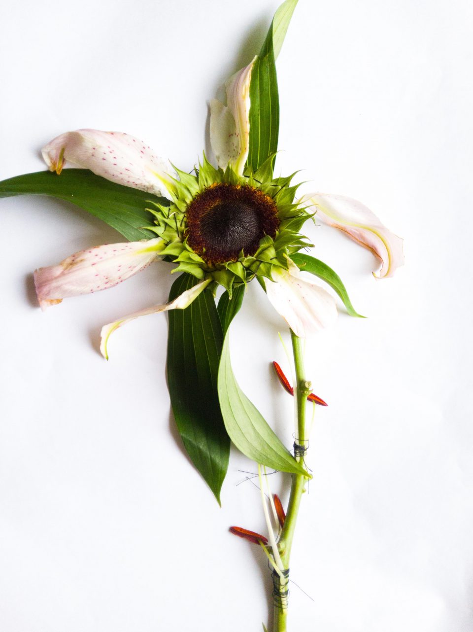 il fiore come caducità della bellezza