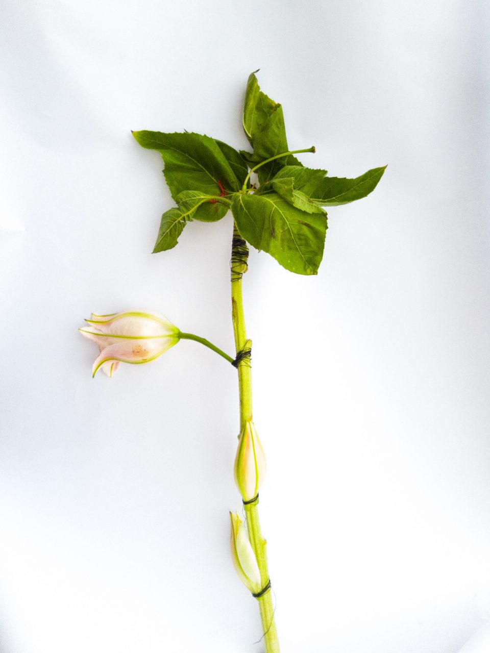 fotografia di un giglio di sole verde legato con un filo su se stesso simboleggiando come non si possa fissare la bellezza, essa tenderà a svanire