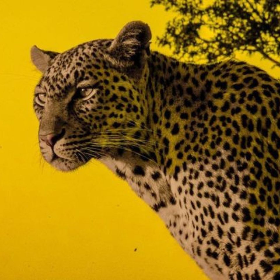 Just another Yellow Leopard, 2019